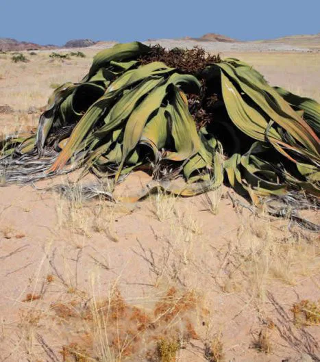 Rätselhafter Wüstenbewohner: die "Welwitchia Mirabilis" Pflanze, die der Wissenschaft bis heute noch Rätsel aufgibt.