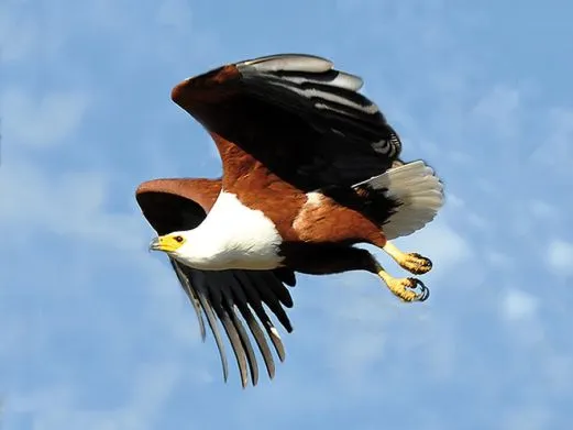 namibia-schreiseeadler