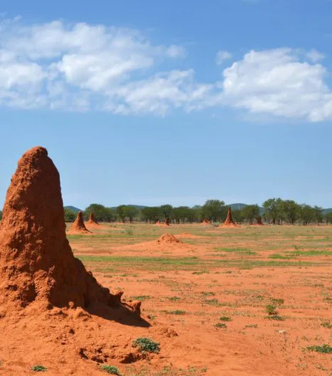 Termitenhügel sind typische Erscheinungen im nördlichen Namibia.