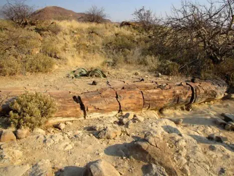 Im, unter Denkmalschutz stehenden, Versteinerten Wald liegen zahllose über die Jahrtausende versteinerte Baumstämme.