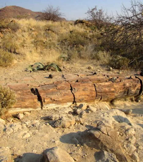 Im, unter Denkmalschutz stehenden, Versteinerten Wald liegen zahllose über die Jahrtausende versteinerte Baumstämme.