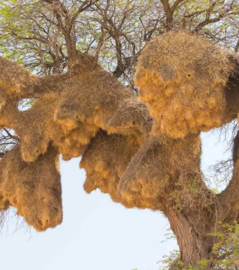 Nest von Siedler-Webervögeln. Eindrucksvoll & unfaßbar in seiner Größe!