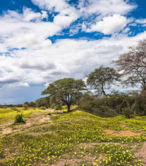 Nach Regenfällen in den Sommermonaten (Dezember bis März) erblüht das Land!