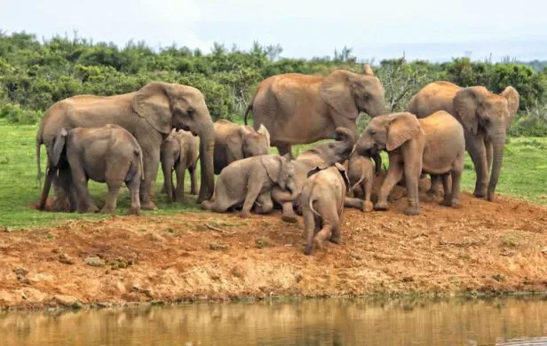 "Heia Safari" - im malariafreien Addo Elephant Park!
Auch hier sind die "Big Five" beheimatet. suedafrika-addo-elephanten