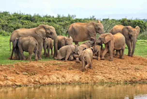 Malariafrei und voller Überraschungen -
so zeigt sich der Addo Elephant
National Park. suedafrika-addo-elephanten