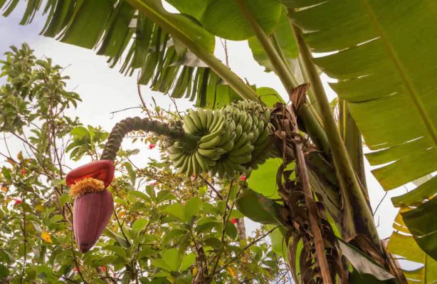 Im Osten der Provinz Mpumalanga erwartet Sie subtropische Üppigkeit.. Hier gedeihen Zitrusfrüchte, gedeihen Bananen, Mangos
& Papayas. suedafrika-bananen