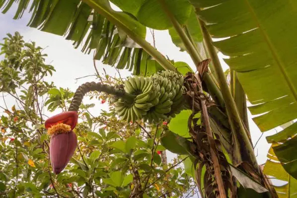 Im Osten der Provinz Mpumalanga erwartet Sie subtropische Üppigkeit.. Hier gedeihen Zitrusfrüchte, gedeihen Bananen, Mangos
& Papayas. suedafrika-bananen