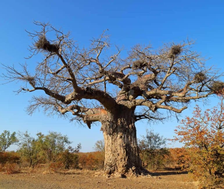 Im eher wasserarmen Norden finden sich
große Gebiete mit den bizarren
Baobanbäumen. suedafrika-baobab