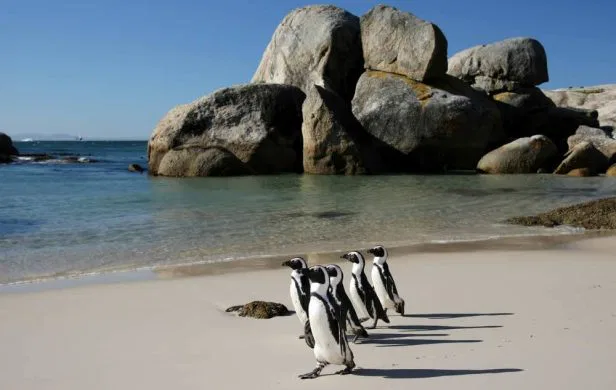 Auf der Fahrt zum beühmt-berüchtigen Kap ist der Besuch einer Pinguin-Kolonie nicht nur für Kinder ein Höhepunkt. suedafrika-boulders-beach