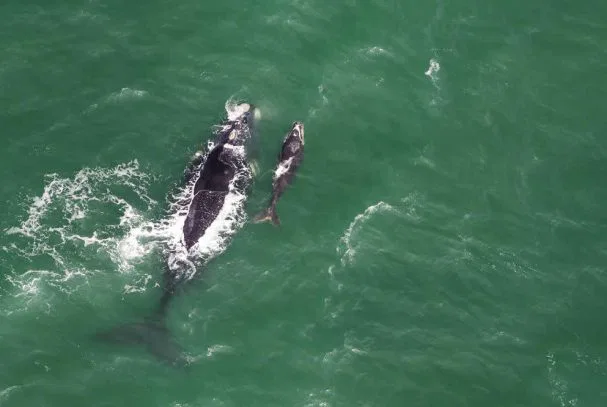 Wale tummeln sich vor Südafrikas Küsten
(Juli-November). Besonders gute
Beobachtungsmögilchkeiten bieten sich in
Hermanus. suedafrika-hermanus-wal
