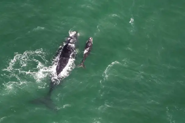 Wale tummeln sich vor Südafrikas Küsten
(Juli-November). Besonders gute
Beobachtungsmögilchkeiten bieten sich in
Hermanus. suedafrika-hermanus-wal