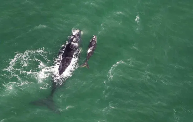 Ein ganz besonderes Erlebnis kann Sie
erwarten, wenn Sie Ihre Reise in den
deutschen Sommer- oder Herbstferien
planen. Denn dann ist "Wal-Saison" in Südafrika! suedafrika-hermanus-wal