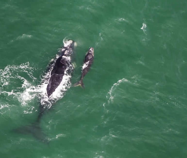Wale in der Walker Bay. Schon von den
Klippen aus sind sie "hautnah" zu
beobachten. suedafrika-hermanus-wal