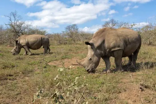 Große Bekanntheit erlangte das Hluhluwe
Reserve durch seinen engagierten &
konsequenten Nashorn Schutz, der
bereits in den 60-er Jahren des letzten
Jahrhunderts begann. Der Erfolg ist ein gesicherter Nashornbestand in den südafrikanischen Parks. suedafrika-hluhluwe-nashoerner