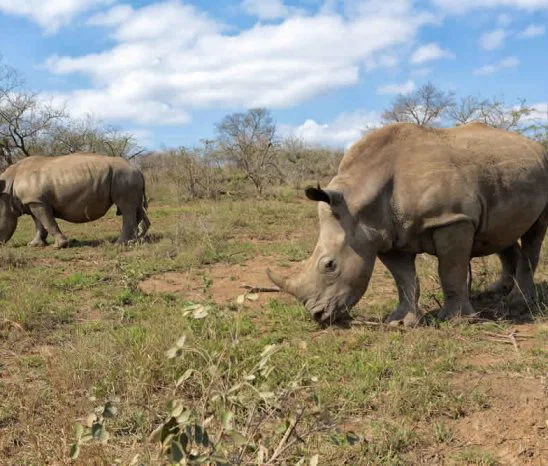 Große Bekanntheit erlangte das Hluhluwe
Reserve durch seinen engagierten &
konsequenten Nashorn Schutz, der
bereits in den 60-er Jahren des letzten
Jahrhunderts begann. Der Erfolg ist ein gesicherter Nashornbestand in den südafrikanischen Parks. suedafrika-hluhluwe-nashoerner