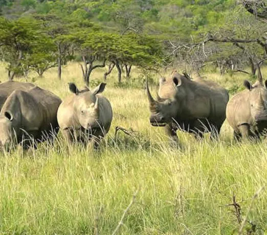 Die Tierwelt des für seinen Nashornschutz bekannten Hluhluwe Game Reserves erkunden Sie auf Pirschfahrten. suedafrika-hluhluwe-nashoerner