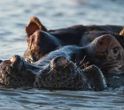 Zu Fuß "erwandern" Sie sich die malerischen Feuchtgebiete des "iSimangaliso Wetlands Park's". suedafrika-isimangaliso-flusspferd