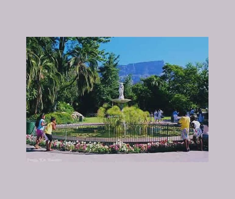 Der Ursprung Kapstadt's - aus ehemaligen
Gemüsegärten der Ostindischen Kompanie
wurden die "Company Gardens" eine grüne
Oase inmitten der Großstadt. suedafrika-kapstadt-company gardens