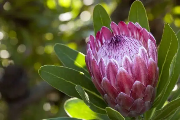 Ein Wahrzeichen Südafrika's - die
Protea. Die Flora des Landes ist grandios! suedafrika-koenigs-protea