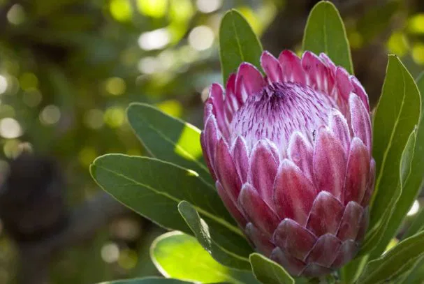 Ein Wahrzeichen Südafrika's - die
Protea. Die Flora des Landes ist grandios! suedafrika-koenigs-protea