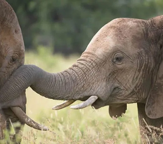 In den Buschgebieten spüren Sie dem Wild bei ausgedehnten Pirschfahrten nach. suedafrika-krueger-park-elephanten