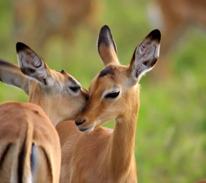 Der Krüger Park ist eines der
artenreichsten Wildschutzgebiete. Neben den "Big Five" tummeln sich hier auch zahlreiche andere Tier- & Vogelarten. suedafrika-krueger-park-impala