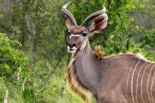 Der Krüger Park ist der artenreichste
Wildpark Südafrikas. Eine Safari hier ist immer ein Erlebnis, egal, ob Sie auf Großwild oder eine der zahlreichen wunderschönen Antilopenarten, wie z.B. den Kudu, treffen. suedafrika-krueger-park-kudus