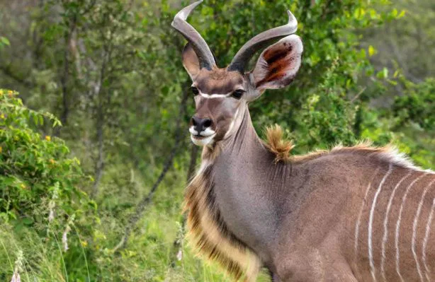 Der Krüger Park ist der artenreichste
Wildpark Südafrikas. Eine Safari hier ist immer ein Erlebnis, egal, ob Sie auf Großwild oder eine der zahlreichen wunderschönen Antilopenarten, wie z.B. den Kudu, treffen. suedafrika-krueger-park-kudus