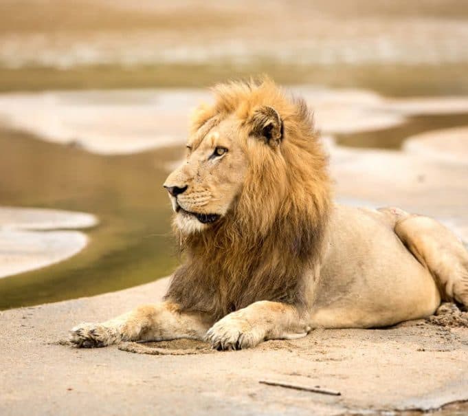 Besuch im berühmten Krüger Nationalpark.
Halten Sie ihre Kameras "schußbereit",
denn überall können einzigartige Erlebnisse auf Sie warten! suedafrika-krueger-park-loewe