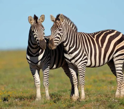 Ob Sie auf Raubwild treffen, oder Antilopen Ihren Weg kreuzen, die Tierwelt Afrika's ist faszinierend. suedafrika-krueger-park-zebras