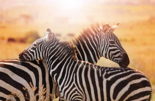 Genießen Sie Ihre Fahrten auf eigene
Faust. Sie bestimmen die Beobachtungszeit, ohne sich nach den Wünschen Anderer richten
zu müssen. So lange Sie es wünschen,
stehen Sie "Auge in Auge" mit den Zebras,
oder beobachten junge Paviane bei ihrem
übermütigen Spiel in den Bäumen. suedafrika-krueger-park-zebras