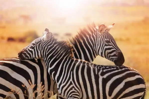 Genießen Sie Ihre Fahrten auf eigene
Faust. Sie bestimmen die Beobachtungszeit, ohne sich nach den Wünschen Anderer richten
zu müssen. So lange Sie es wünschen,
stehen Sie "Auge in Auge" mit den Zebras,
oder beobachten junge Paviane bei ihrem
übermütigen Spiel in den Bäumen. suedafrika-krueger-park-zebras