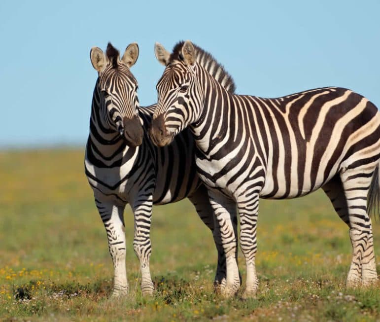 Immer ein friedliches Bild...
Zebras im Krüger Park. suedafrika-krueger-park-zebras