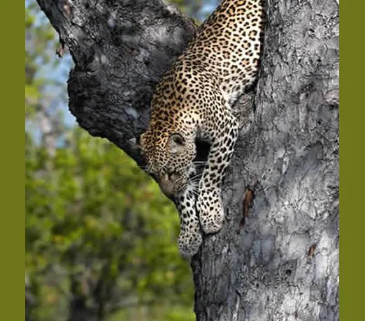 Im Krüger Park dem artenreichsten Wildgebiet des Landes, bestehen gute Chancen, die "Big Five" zu entdecken. suedafrika-leopard