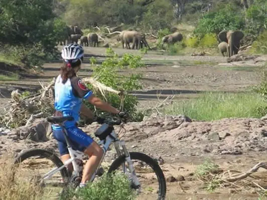 Sie staunen, aber auch das ist hier möglich! Eine Safari mit dem Mountain-Bike oder auf dem Pferderücken! suedafrika-mashatu-fahrraeder2
