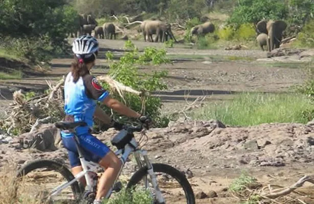 Sie staunen, aber auch das ist hier möglich! Eine Safari mit dem Mountain-Bike oder auf dem Pferderücken! suedafrika-mashatu-fahrraeder2