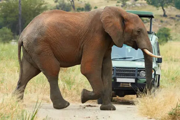 Die Faszination von Mashatu besteht darin, daß es als einziges Wildreservat in Privatbesitz, neben Löwenrudeln, Geparden & zahlreichen weiteren Wildtieren, großen Elephantenherden mit bis zu 500 Tieren Heimat bietet. suedafrika-mashatu-pirschfahrt-elephant