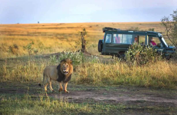 Auf einer Pirschfahrt kann Ihnen so
Manches begegnen. Ihre Beobachtungsfahrten unternehmen Sie in offenen Geländewagen. Begleitet werden Sie von Ihrem Wildhüter, dem
"Ranger", der während Ihres ganzen
Aufenthaltes Ihr Gastgeber und
Ansprechpartner für Alles ist. suedafrika-mashatu-pirschfahrt-loewe
