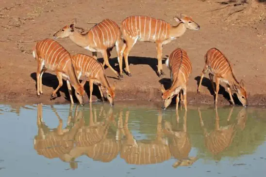 In den sanften Hügeln des Hluhluwe National Parks lebt die Nyala Antilope. Aber ebenso Löwen, Elephanten, Zebras, Girraffem... denn hier ist Großwild-Territorium:! suedafrika-mkuze-nyala