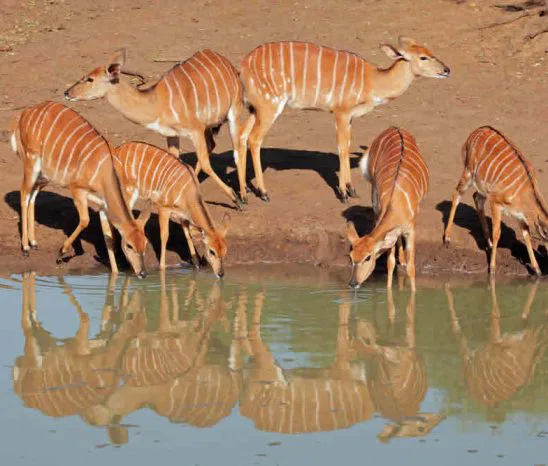 In den sanften Hügeln des Hluhluwe National Parks lebt die Nyala Antilope. Aber ebenso Löwen, Elephanten, Zebras, Girraffem... denn hier ist Großwild-Territorium:! suedafrika-mkuze-nyala