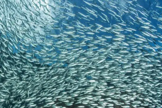 Beschließen Sie Ihre Reise mit ein paar
Tagen an der Südküste Durban's. Wenn Sie im Juni/Juli hier sind, können Sie mit etwas Glück Zeuge des spektakulären "Sardine Run" werden! suedafrika-suedkueste-sardinen-schwarm