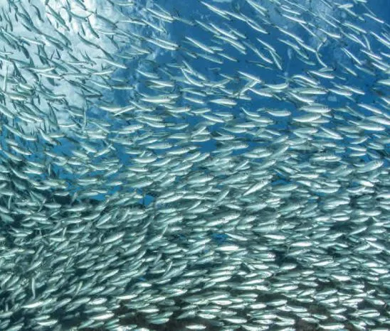 Beschließen Sie Ihre Reise mit ein paar
Tagen an der Südküste Durban's. Wenn Sie im Juni/Juli hier sind, können Sie mit etwas Glück Zeuge des spektakulären "Sardine Run" werden! suedafrika-suedkueste-sardinen-schwarm