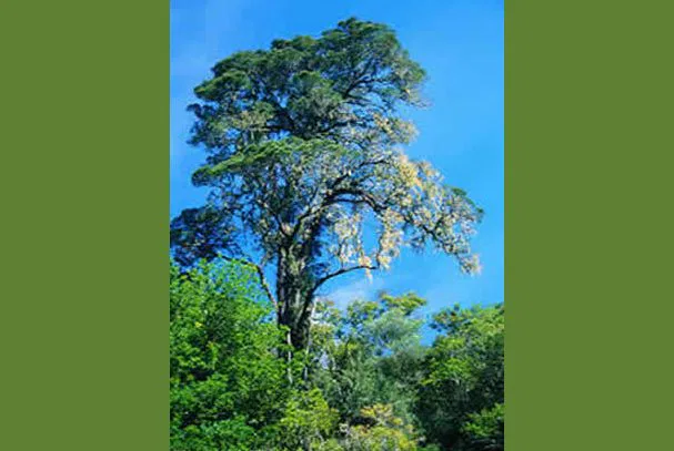 Ein Yellowwood Baum im Tzitzikama Nationalpark. suedafrika-tsitsikamma-baum