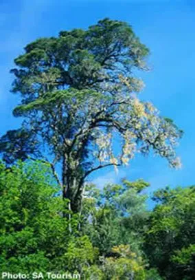Ein Yellowwood Baum im Tzitzikama Nationalpark. suedafrika-tsitsikamma-baum