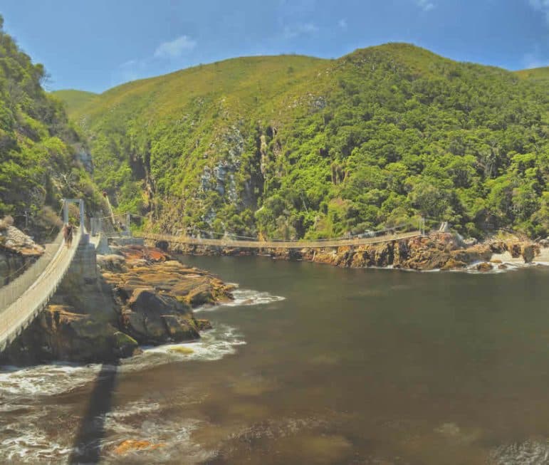 Ein Paradies für Wanderer und Entdecker: der Weg durch den Tsitsikamma National Park führt zur Hängebrücke über dem Storms River Mouth. suedafrika-tsitsikamma-baum