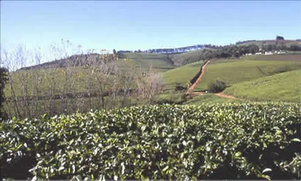 Im Norden erstrecken sich
Teeplantagen und dort liegt der Wald der Regenkönigin "Mojadji".
Die unter Naturschutz stehenden
Cycadeen, stammen aus
paläontologischer Zeit und haben
schon den Sauriern als Nahrung gedient... suedafrika-tzaneen-teeplantage