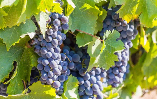 Sie sind angekommen im Weinland
Südafrika! In lieblichen Tälern begleiten
Sie Weinfelder soweit das Auge reicht.