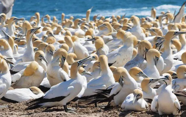 Der Westküsten Nationalpark ist ein
Paradies für Vogelliebhaber.
V.a. Wasservögel findet man hier, die in den
Inlandsparks nicht beiheimatet sind..