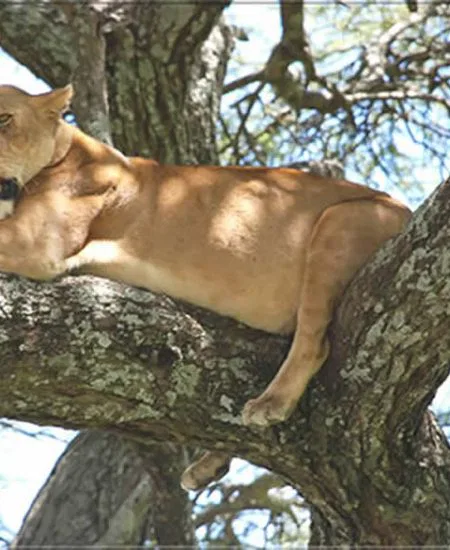 tansania-lake-manyara-loewe