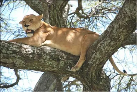 tansania-lake-manyara-loewe